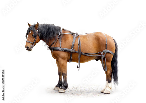 driving horse isolated on white