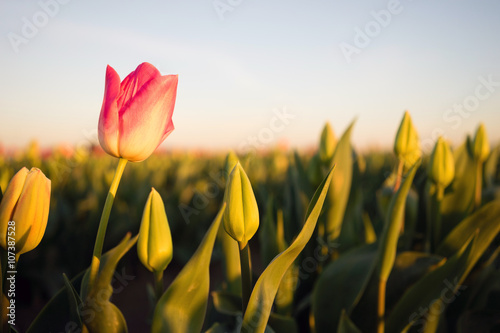 Solo Pink Tulip Bends Opening First Agricultural Flower Farm