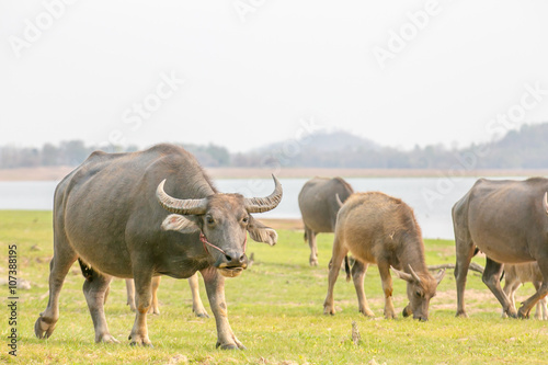 Fototapeta Naklejka Na Ścianę i Meble -  water buffalo is grazing on the meadow