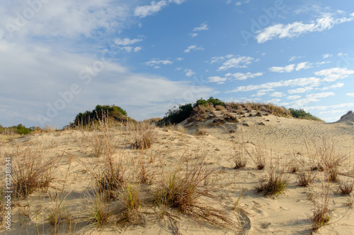 Scrub Brush and small trees on Sand Dunes