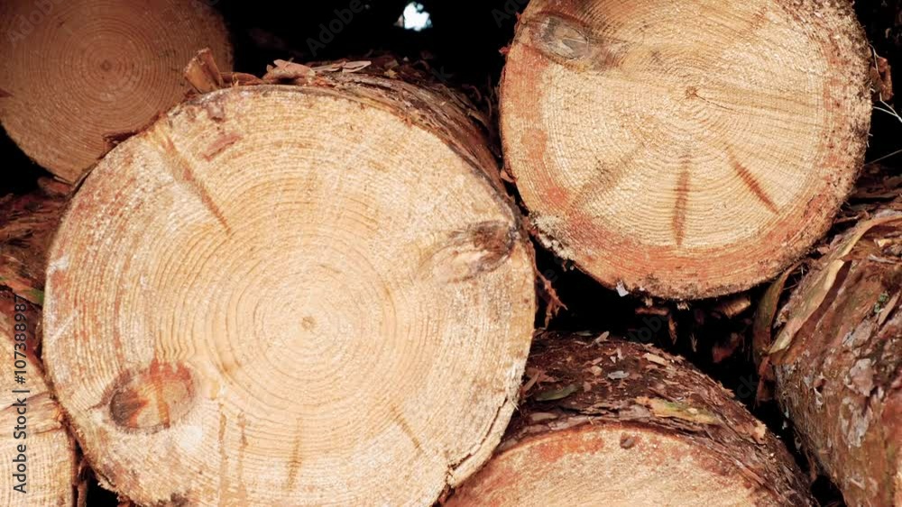 Pine logs stacked on each other. Pine logs stacked on each other.