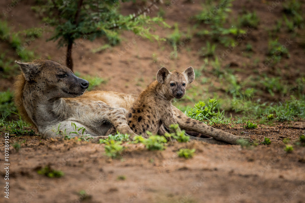 Obraz premium Spotted Hyena cub with mother in the Kruger National Park, South Africa.