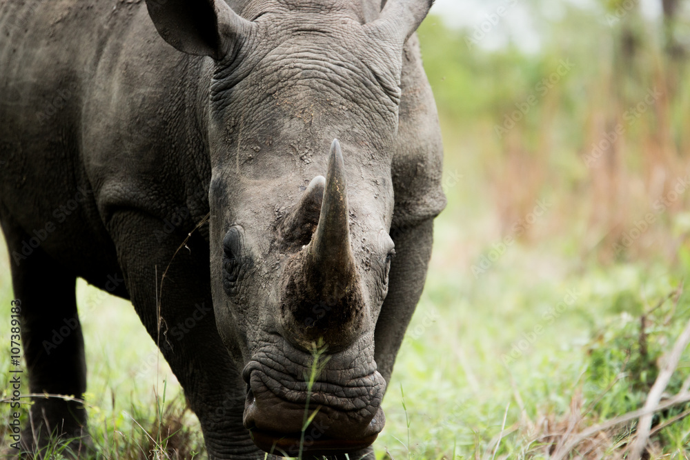 Fototapeta premium Starring White rhino in the Kruger National Park, South Africa.