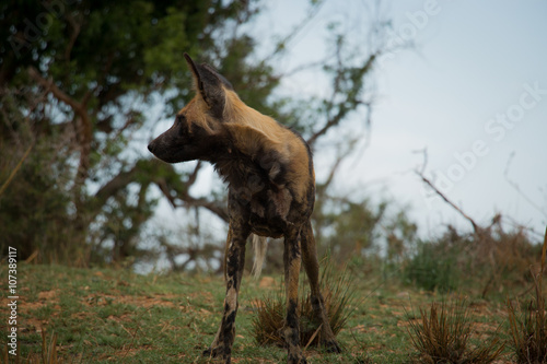 African wild dog paying attention in the Kruger National Park  South Africa.