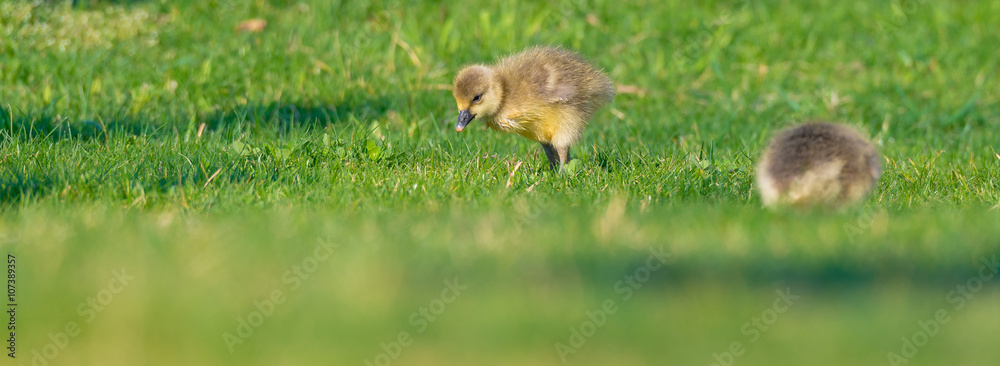 Graugans (Anser anser) mit Küken