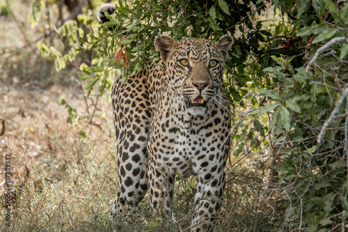 Starring Leopard in the Kruger National Park  South Africa.