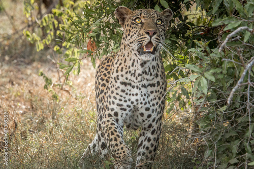 Leopard looking up in the Kruger National Park  South Africa.