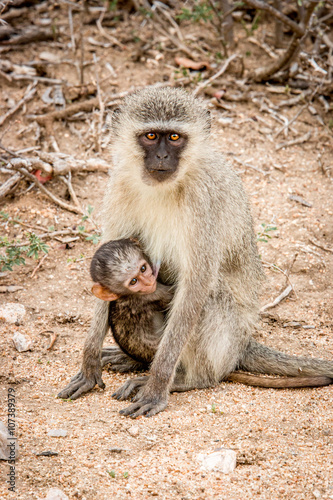 Vervet monkey with a baby in the Kruger National Park, South Africa.