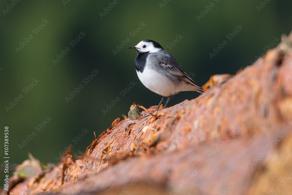 Bachstelze (Motacilla alba) auf einem Stapel Kiefernstämme Bachstelze (Motacilla alba) auf einem Stapel Kiefernstämme