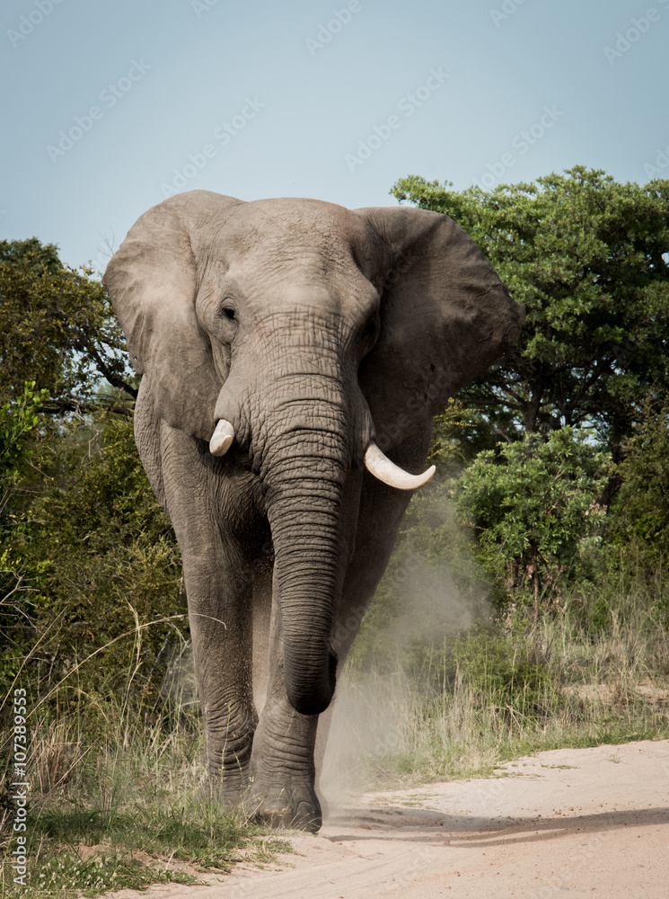 Fototapeta premium Elephant walking towards the camera in the Kruger National Park, South Africa.