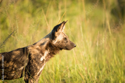 Side profile of an African wild dog in the Kruger National Park  South Africa.