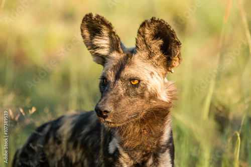 Starring African wild dog in the Kruger National Park, South Africa. photo