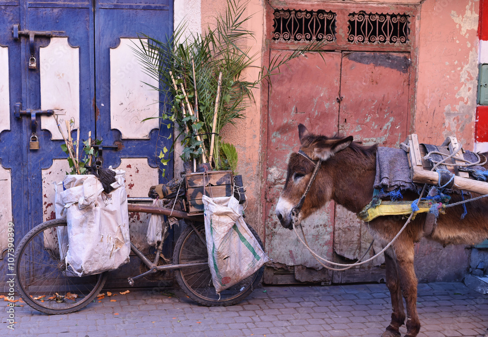 Moroccan Transport through the times; from Donkey to Bicycle Moroccan Transport through the times; from Donkey to Bicycle