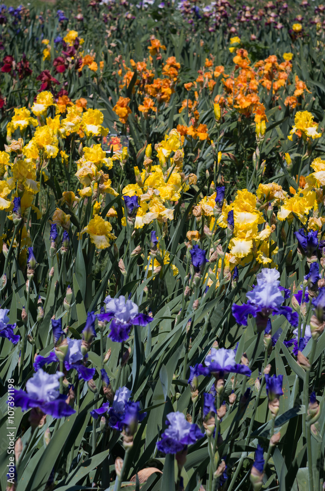 Filed of irises 