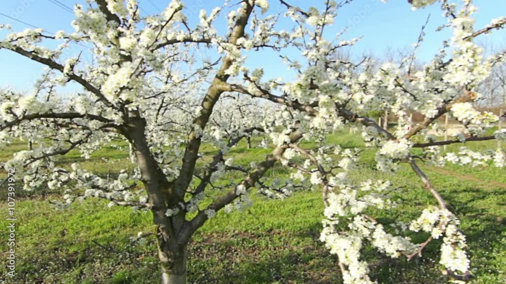 Steady cam shot, Beautiful blossoming cherry-tree garden, POV personal perspective of view Steady cam shot, Beautiful blossoming cherry-tree garden, POV personal perspective of view