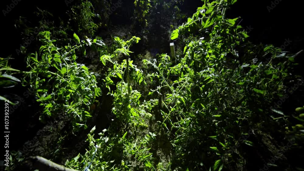 Top view of vegetable plants on garden at night
