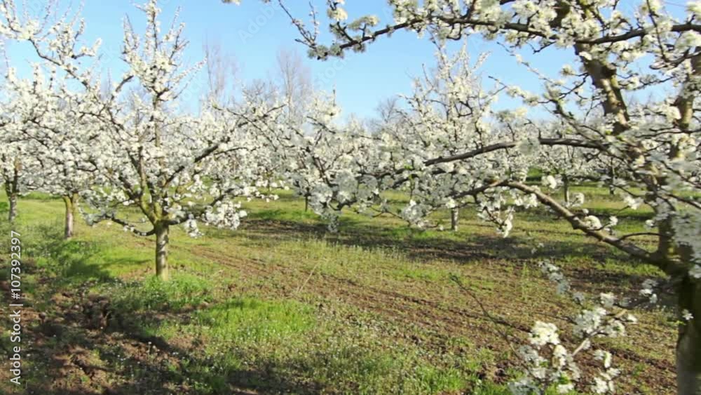 Steady cam shot, Beautiful blossoming cherry-tree garden, POV personal perspective of view Steady cam shot, Beautiful blossoming cherry-tree garden, POV personal perspective of view