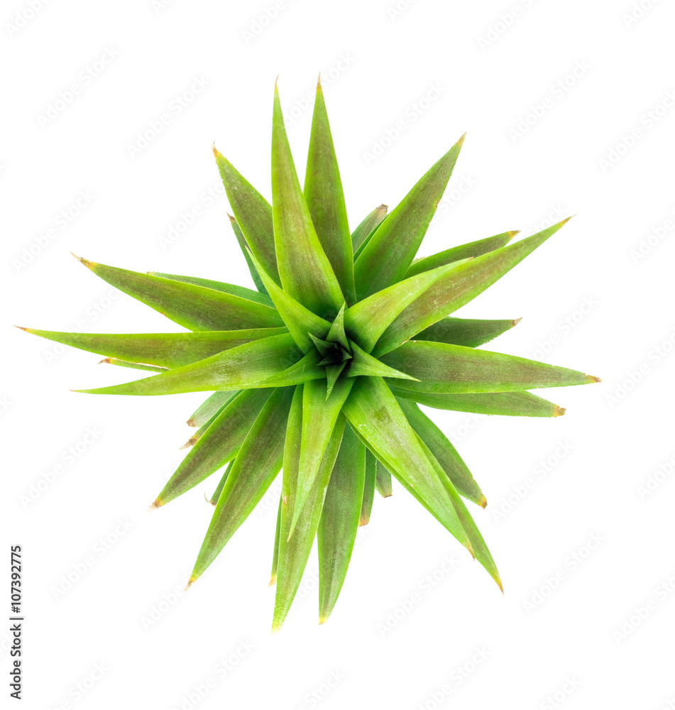 The soft leaves of pineapple on white background The soft leaves of pineapple on white background