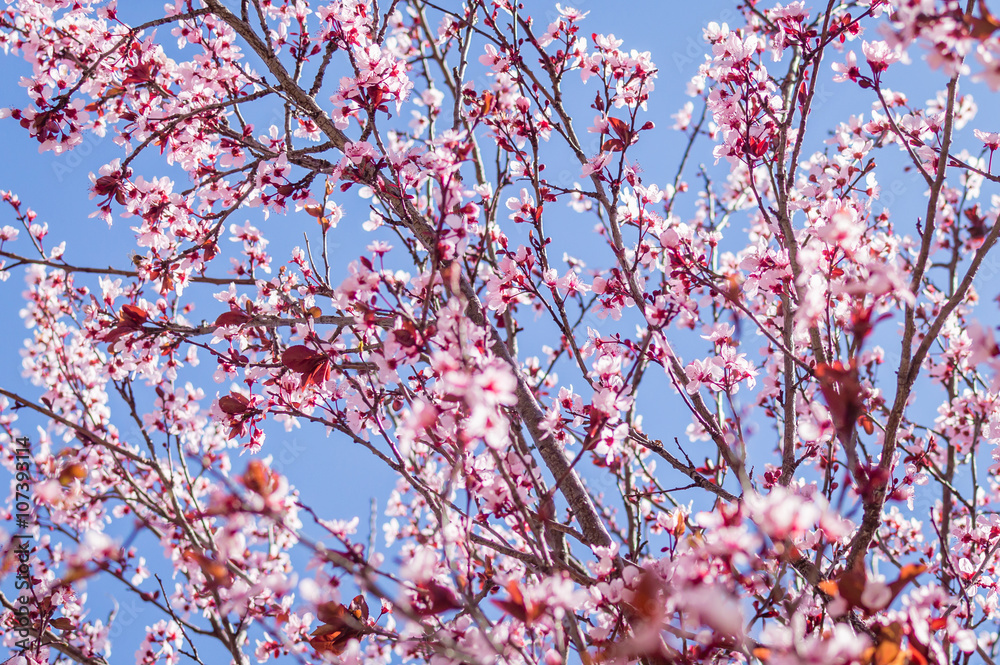 Springtime flowering tree lookup