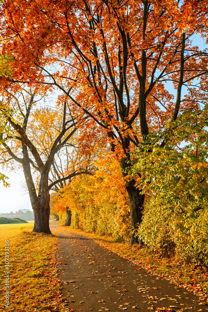 Naklejka premium Image of the bright autumn park