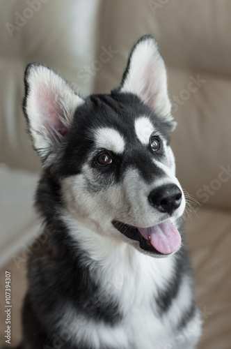 Attentive look of siberian husky puppy