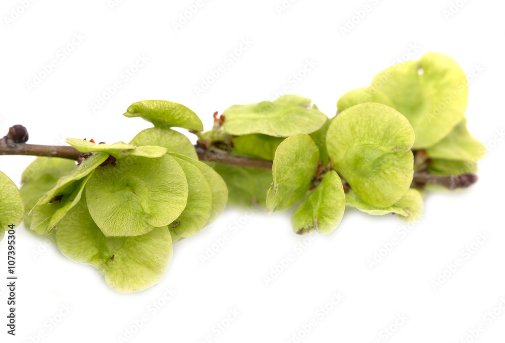 elm tree branch on a white background elm tree branch on a white background