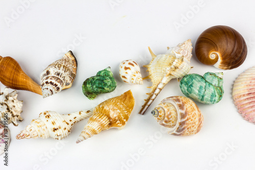 Sea shells isolated on white photo