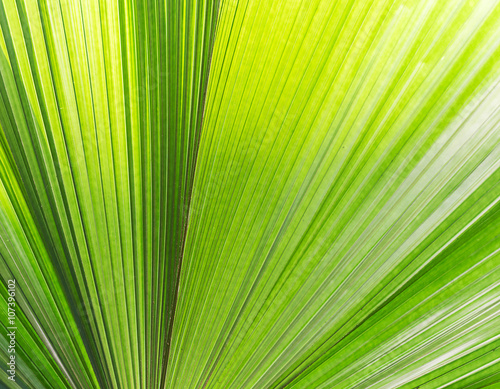 Green palm Leaf background.