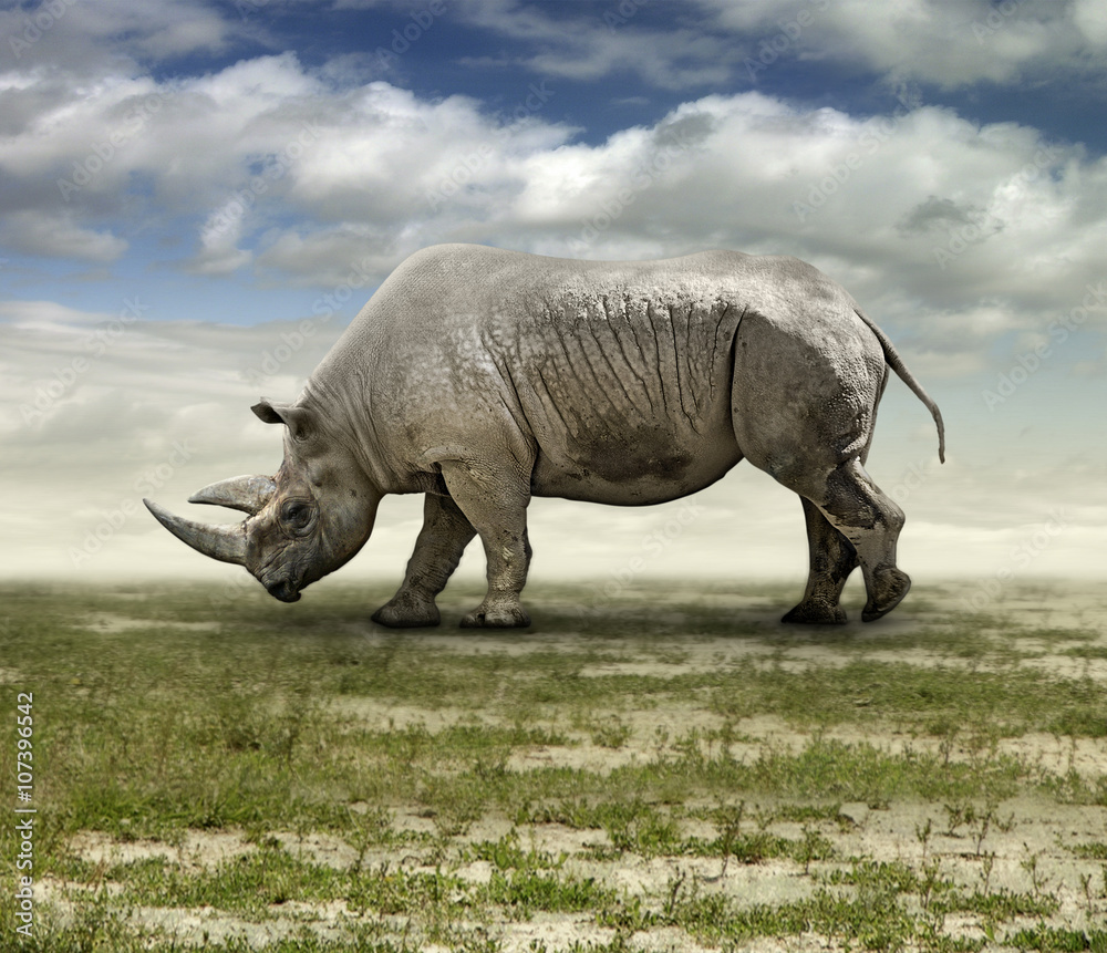 Fototapeta premium Rhinoceros on Grassy Plain