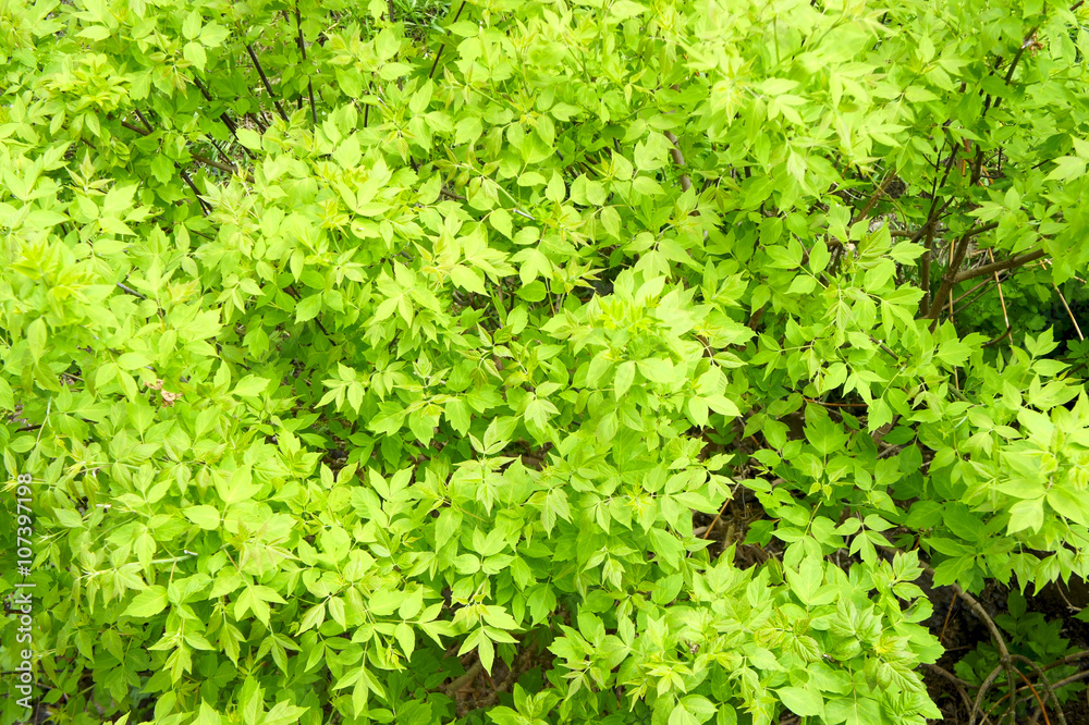 The Young maple leaves top view
