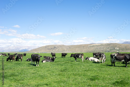 pasture with animals in summer day in new zealand