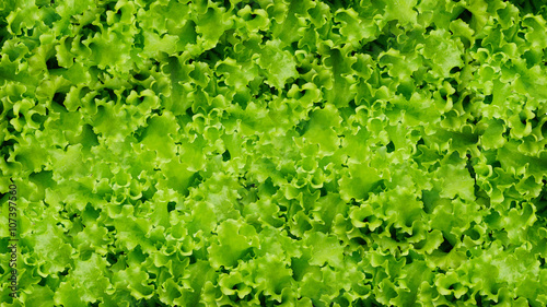 green salad vegetables background.Healthy eating