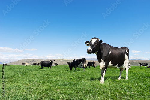 pasture with animals in summer day in new zealand
