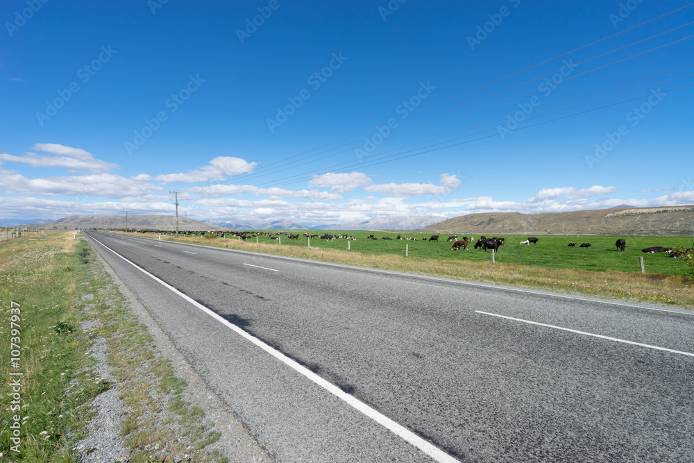 alphalt road near pasture in summer day in new zealand alphalt road near pasture in summer day in new zealand
