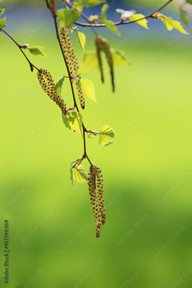 Birch Tree Blossoms