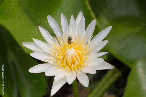 Lotus in garden 