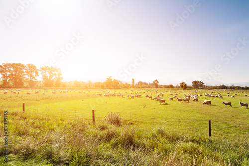 pasture with animals in summer day in new zealand