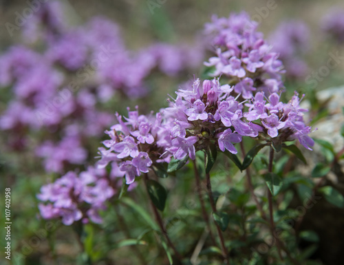 Thyme _ flowers