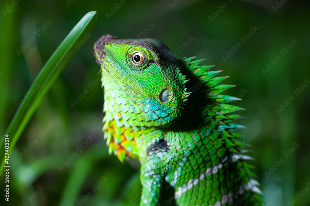 Fototapeta premium Garden lizard