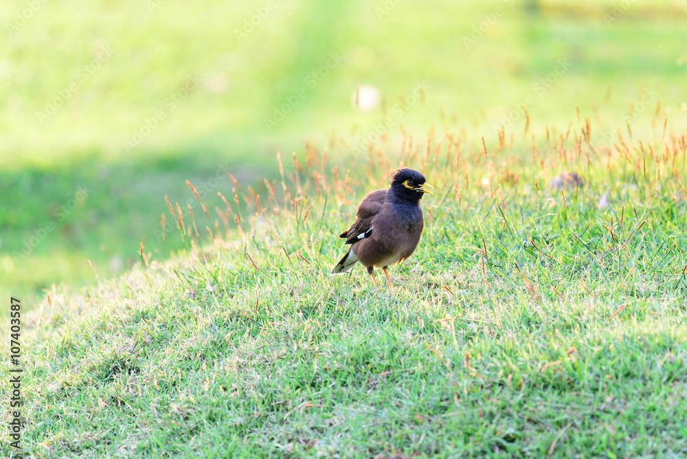 Fototapeta premium Common Myna, Indian Myna, Mynah (Acridotheres Tristis Tristis) on grass.
