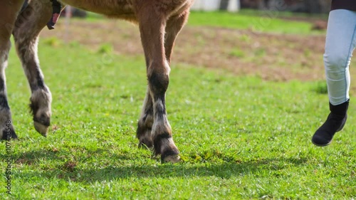 Horse hooves of young foal in green grass walk