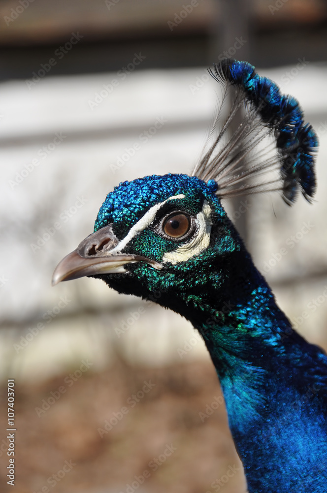 peacock portrait