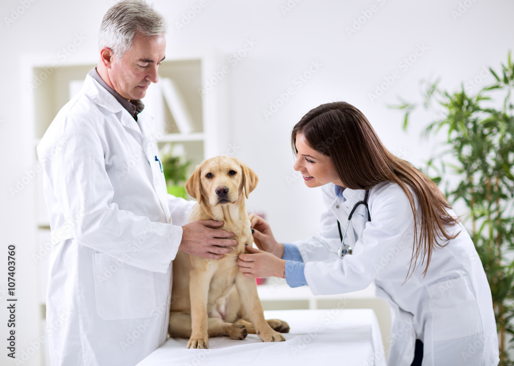 Teamwork veterinarian at the vet
