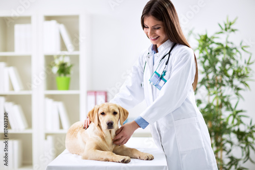 Fototapeta Naklejka Na Ścianę i Meble -  Female veterinary examining dog