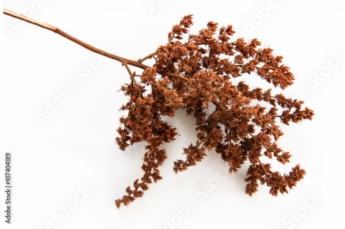 brown twig of dried bush with small open bolls seeds, flowers, isolated elements on white  background for scrapbook, object, roughage autumn leaf photo