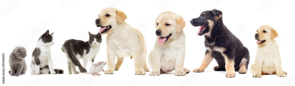 Fototapeta premium cat and puppy Labrador and rat