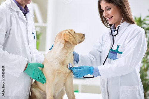 Group of veterinarian examining labrador