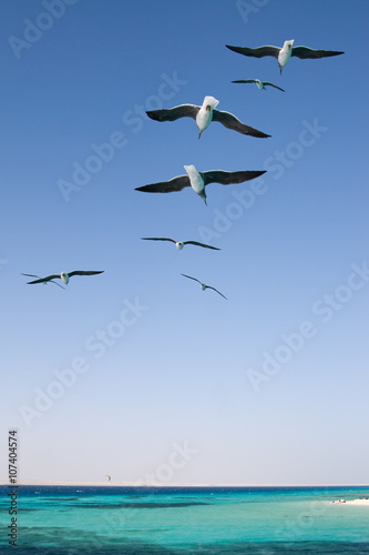 Seagulls over the red sea