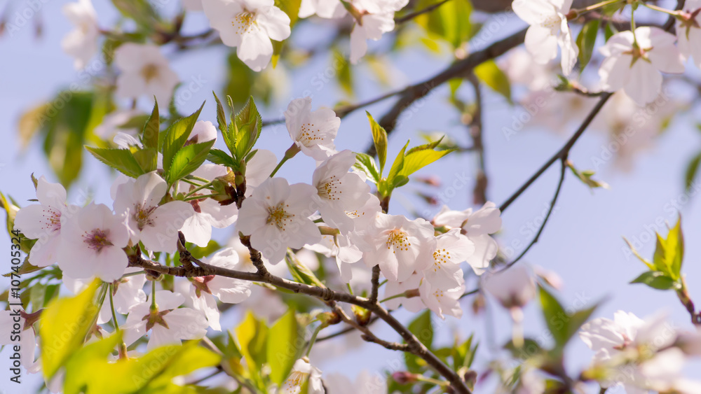 Beautiful sakura in spring time, Miyazaki,Japan Beautiful sakura in spring time, Miyazaki,Japan
