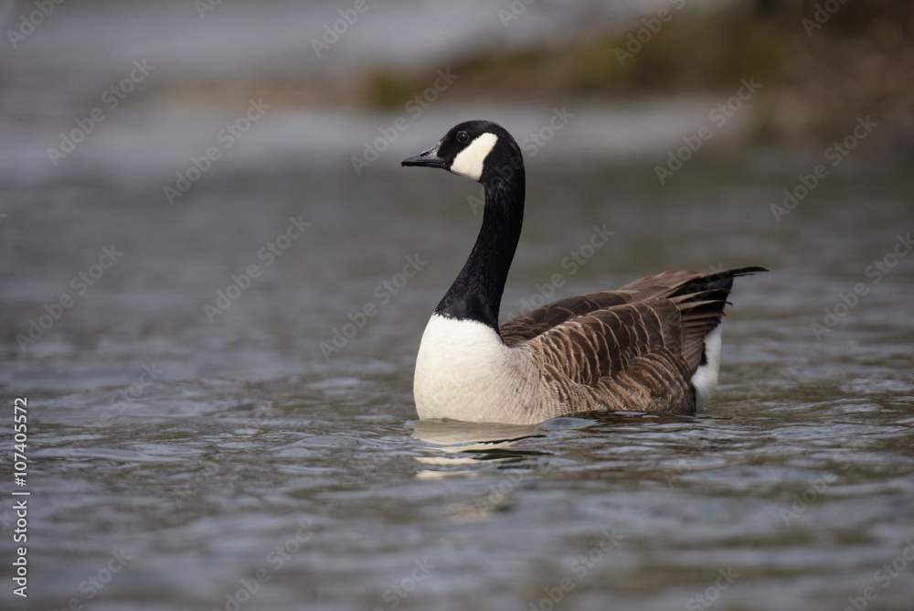 Canada Goose, Branta canadensis